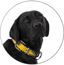 Profil Foto vom Autor